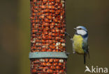 Blue Tit (Parus caeruleus)