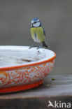 Blue Tit (Parus caeruleus)