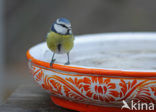 Blue Tit (Parus caeruleus)