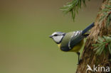 Blue Tit (Parus caeruleus)