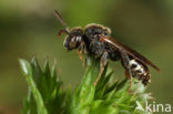 Platkielwespbij (Nomada obtusifrons) 