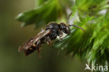 Platkielwespbij (Nomada obtusifrons) 