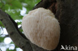 Bearded tooth (Hericium erinaceus)