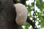 Bearded tooth (Hericium erinaceus)