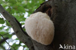 Bearded tooth (Hericium erinaceus)