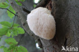Bearded tooth (Hericium erinaceus)