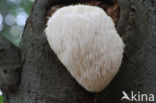 Bearded tooth (Hericium erinaceus)