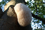 Bearded tooth (Hericium erinaceus)