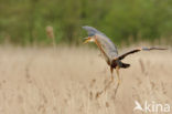 Purperreiger (Ardea purpurea) 