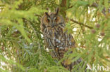 Long-eared Owl (Asio otus)