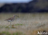 Regenwulp (Numenius phaeopus)