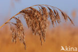 Common Reed (Phragmites australis)