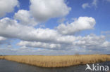 Riet (Phragmites australis)