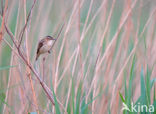 Rietzanger (Acrocephalus schoenobaenus)