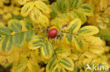 Japanese Rose (Rosa rugosa)