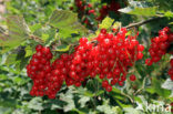 Rode bes (Ribes rubrum)