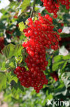 Red Currant (Ribes rubrum)