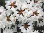 Rhododendron