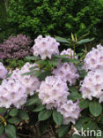 Rododendron (Rhododendron)