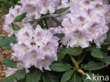 Rhododendron