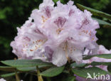 Rododendron (Rhododendron)