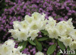 Rododendron (Rhododendron)