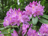 Rhododendron