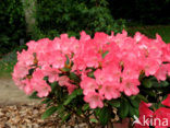 Rododendron (Rhododendron)