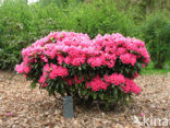 Rhododendron