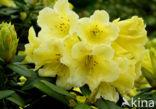 Rododendron (Rhododendron)