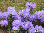 Rhododendron