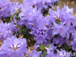 Rhododendron