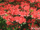 Rododendron (Rhododendron)