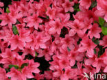 Rododendron (Rhododendron)