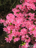 Rododendron (Rhododendron)