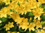 Rhododendron