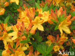 Rhododendron