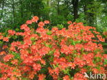Rhododendron