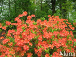 Rododendron (Rhododendron)