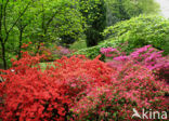 Rhododendron