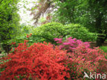 Rododendron (Rhododendron)