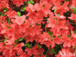 Rhododendron