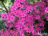 Rhododendron