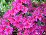 Rhododendron