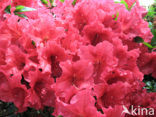 Rhododendron