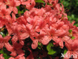 Rhododendron
