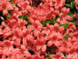 Rhododendron