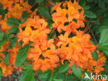 Rhododendron