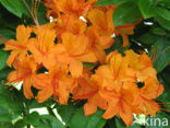 Rhododendron