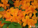 Rhododendron